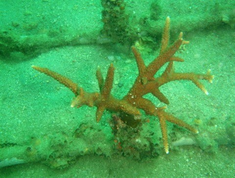 Ils plantent des coraux pour redonner vie aux recifs de Phu Quoc hinh anh 2