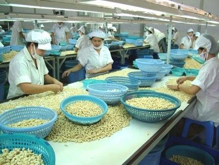 Les exportations de noix de cajou atteindront 3 milliards de dollars en 2017 hinh anh 1