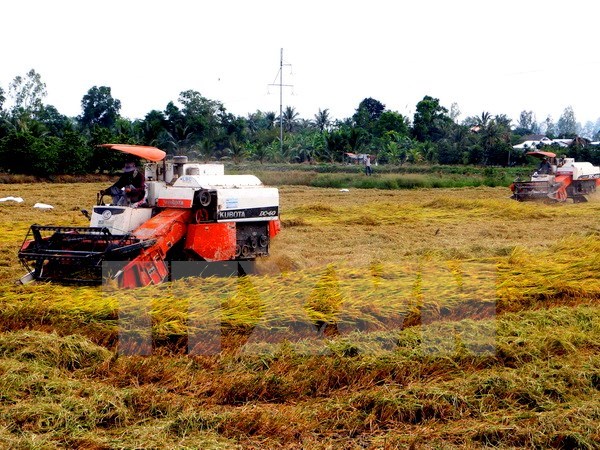 Application de​ normes internationales dans la production durable de riz au Vietnam hinh anh 1