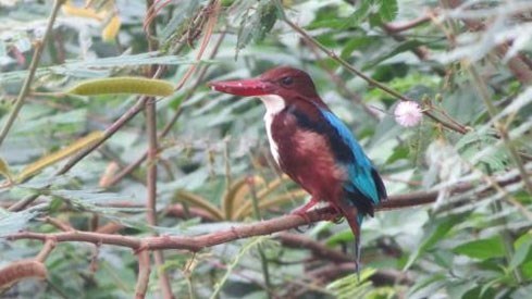 Un projet pour proteger les oiseaux aquatiques rares au parc national Ben En hinh anh 1