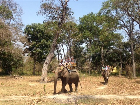 Yok Don preserve en urgence les elephants de foret hinh anh 1