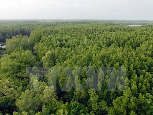Programme national de reduction de la deforestation hinh anh 1