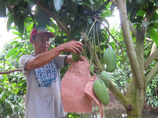 Fruits et legumes : le Vietnam vise 3 milliards de dollars d'exportations en 2017 hinh anh 1