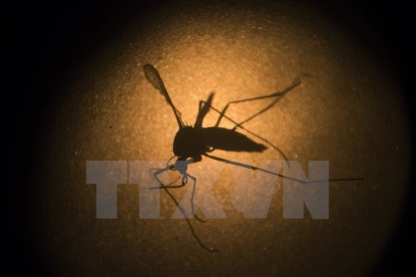 La dengue fait 122 morts en Malaisie depuis le debut de l'annee hinh anh 1