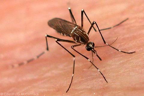 Dengue : des evolutions complexes prevues les derniers mois de l’annee hinh anh 1
