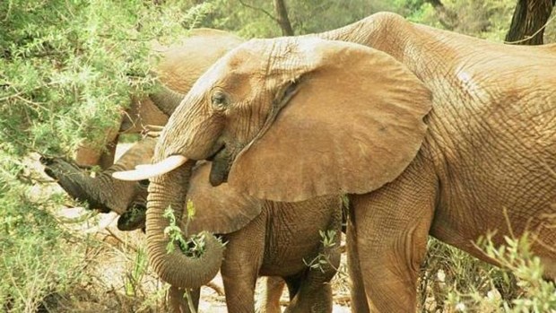 Des efforts conjoints ont ete demandes pour proteger les derniers elephants sauvages au Vietnam hinh anh 1