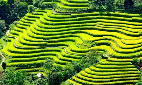Les rizieres en terrasses de Mu Cang Chai a l’honneur hinh anh 1
