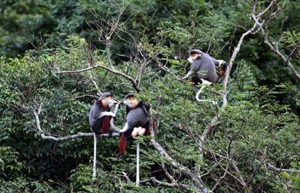Un primate rare remis au Parc national de Cuc Phuong hinh anh 1