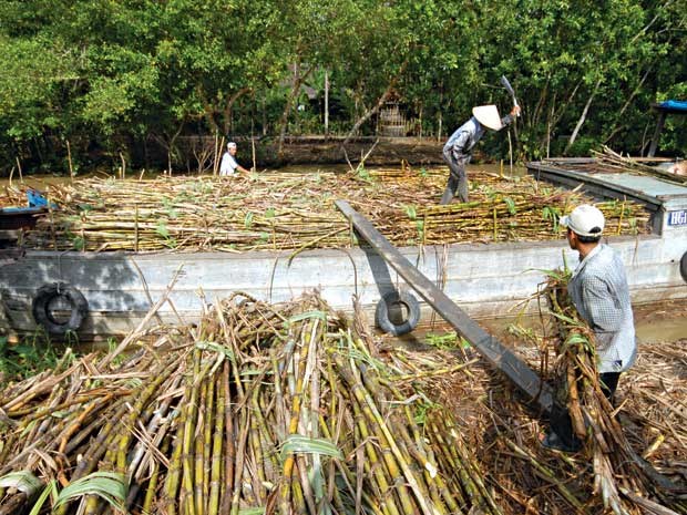 Pour un developpement durable de la filiere nationale de la canne a sucre hinh anh 1