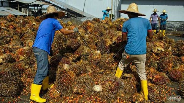 La Malaisie et l’Indonesie s’inquietent de la discrimination de l'UE a l'egard de l'huile de palme hinh anh 1
