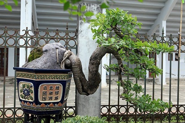 Exposition de plantes ornementales et d'oiseaux a Hanoi hinh anh 1