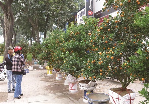 Escapade sur les marches aux fleurs du Tet a Hanoi hinh anh 1