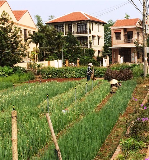 L’agriculture bio, une tendance ineluctable au Vietnam hinh anh 1