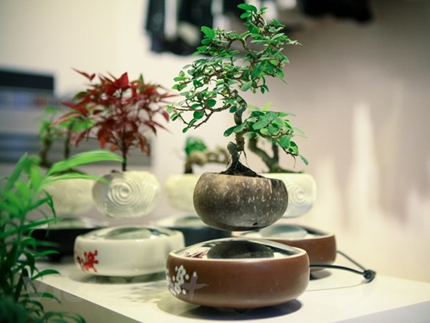 La culture du bonsai attire de nombreux Hanoiens hinh anh 1