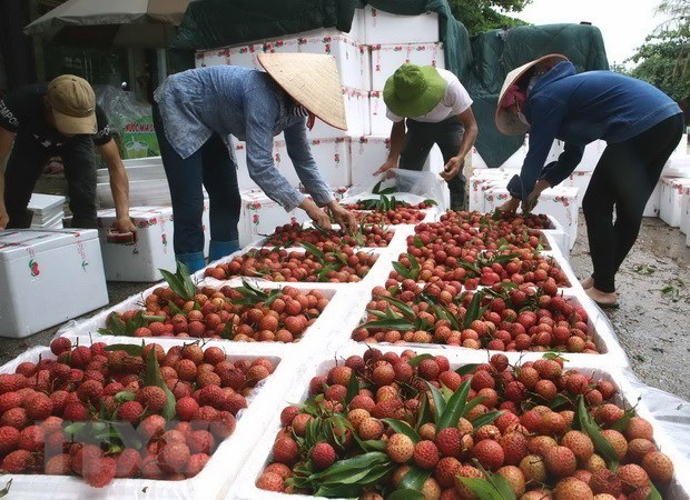 Le Vietnam vise les 10 milliards d’USD d’exportations de fruits et legumes sous peu hinh anh 1