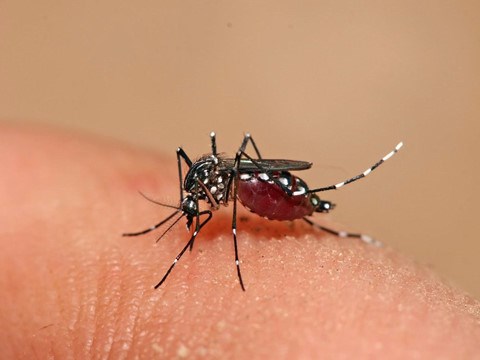 La Thailande fait face au risque d'epidemie de dengue au Nord-Est hinh anh 1