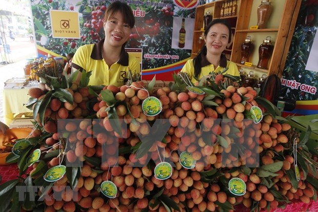 L’ambassadeur suedois apprecie la qualite des litchis de Thanh Ha hinh anh 1