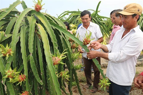 Le fruit du dragon, un filon economique a Tien Giang hinh anh 1