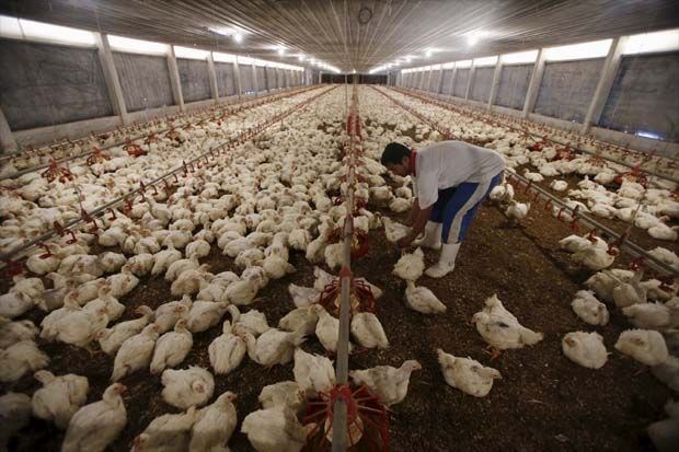 L'Indonesie s'emploie a endiguer la propagation de la grippe aviaire depuis la Malaisie hinh anh 1