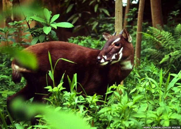 Thua Thien-Hue ameliore la protection des animaux dans ses reserves naturelles hinh anh 1