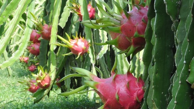 Exportation de fruits du dragon a chair rouge vers l’Australie hinh anh 1