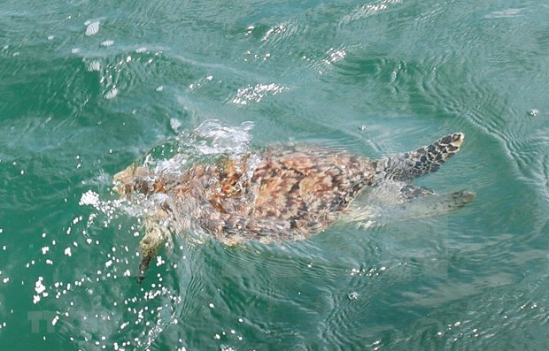 Une rare tortue de mer sauvee a Ba Ria - Vung Tau hinh anh 1