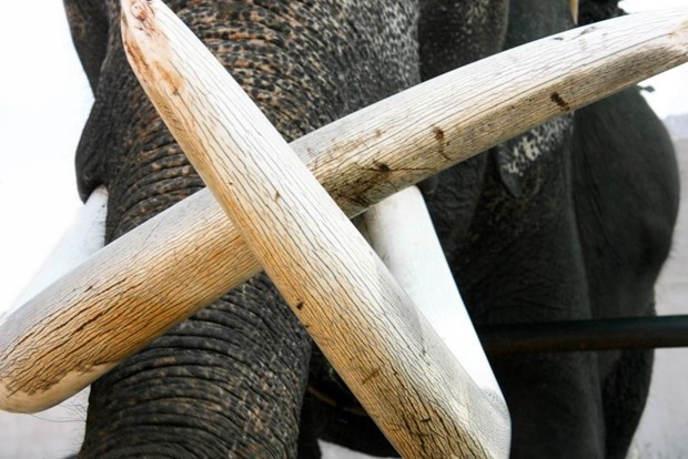 Singapour va interdire le commerce interieur d'ivoire hinh anh 1