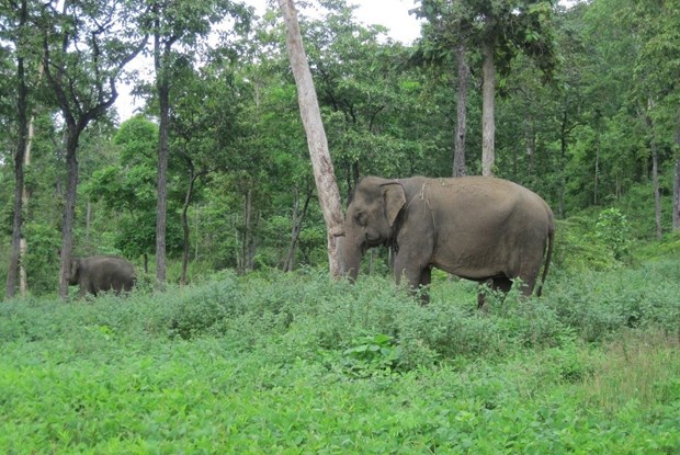 Installation du GPS pour surveiller les elephants sauvages a Dak Lak hinh anh 1