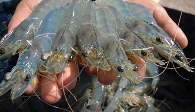 L'Australie augmente ses importations de crevettes vietnamiennes hinh anh 1