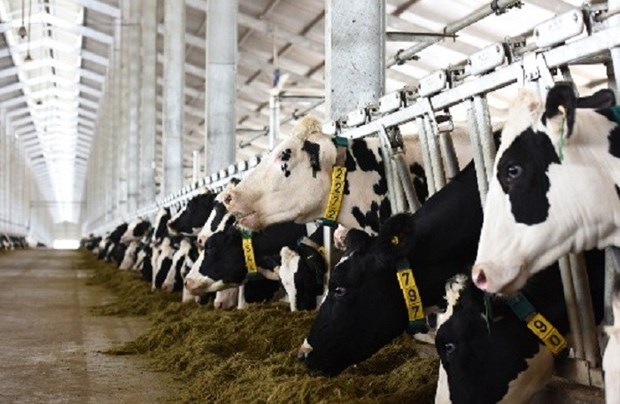 Le Vietnam exportera son premier lot de lait en Chine en octobre hinh anh 1