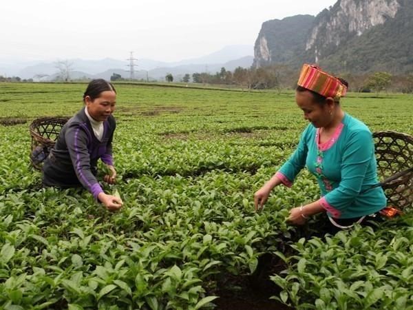 Necessite de six millions de travailleurs formes a l’agriculture d’ici 2030 hinh anh 1
