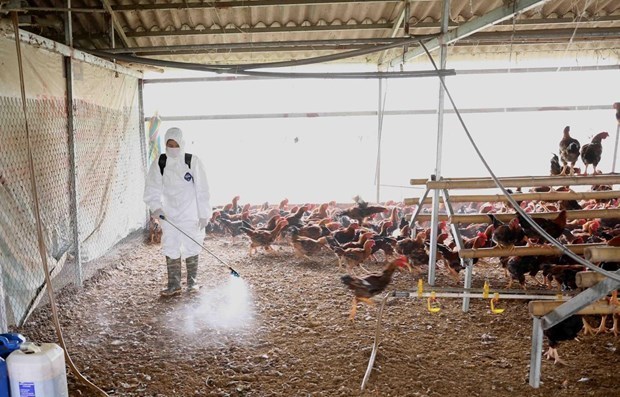 Renforcement de la prevention et de la lutte contre l’epidemie de grippe aviaire hinh anh 1