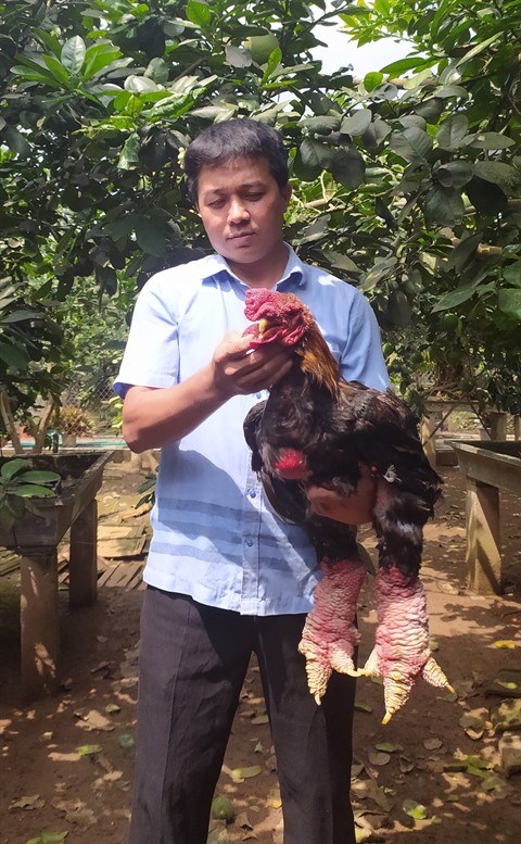 Cooperation vietnamo-belge : developper l’elevage de races locales de poulets avec succes hinh anh 3