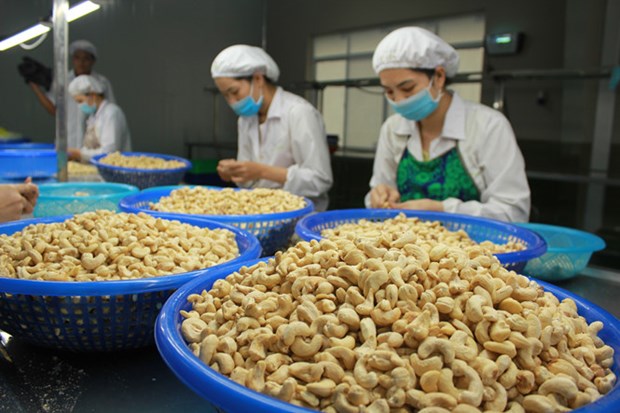 La filiere de la noix de cajou cible 4 milliards d’USD d'exportation en 2021 hinh anh 1