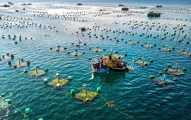 Developpement synchrone des infrastructures pour l'aquaculture marine hinh anh 2