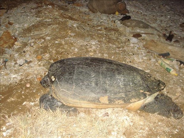 Conservation et protection des populations et des habitats des tortues marines hinh anh 1