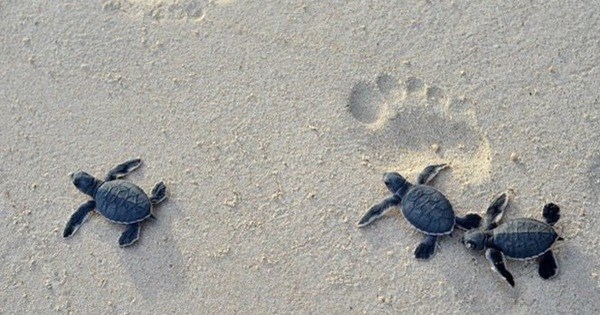 Conservation et protection des populations et des habitats des tortues marines hinh anh 2