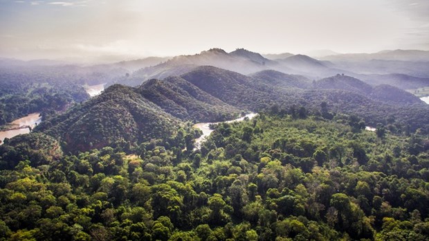 La couverture forestiere du Vietnam en hausse en 2021 hinh anh 1