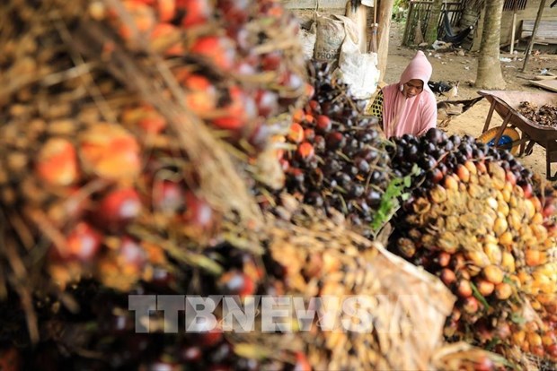 L'Indonesie impose des ventes interieures obligatoires d'huile de palme hinh anh 1