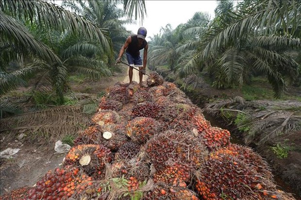 L'Indonesie augmente son quota d'exportation d'huile de palme hinh anh 1