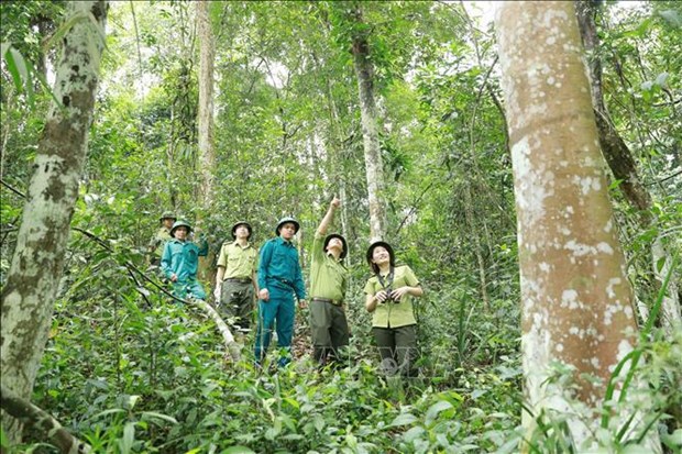Programme de developpement forestier durable pour la periode 2021-2025 approuve hinh anh 2