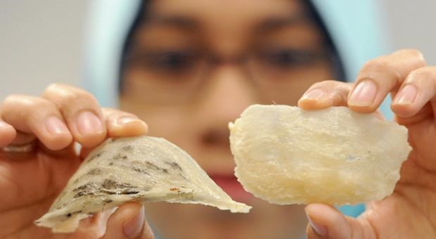 La Malaisie elargit l’envergure de l'industrie des nids de salanganes hinh anh 1