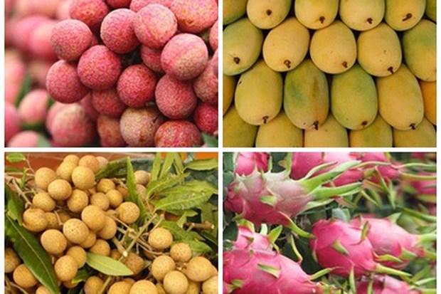 Le Vietnam cible plus de 5 milliards de dollars d’exportations de fruits en 2025 hinh anh 1