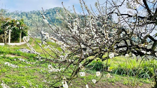 Le floraison precoce des pruniers sur le plateau de Moc Chau epate les visiteurs hinh anh 1