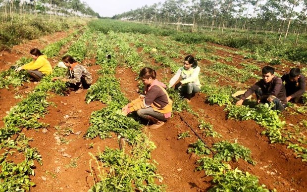 Le Vietnam veut se renforcer sur le marche des herbes medicinales hinh anh 2