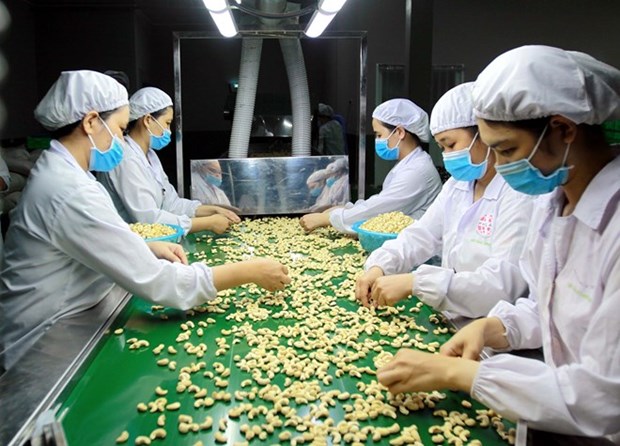 2018: le Vietnam reste le ​plus grand exportateur mondial de noix de cajou hinh anh 1