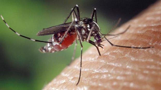 Les Philippines font face a une epidemie nationale de dengue hinh anh 1