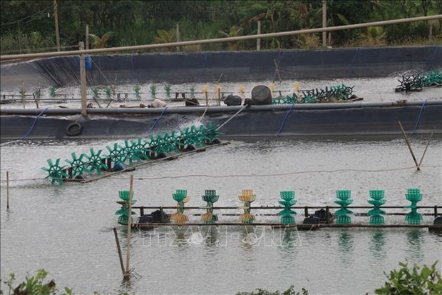 Construire une zone d'aquaculture pour l'exportation en aval de la riviere Tien hinh anh 1