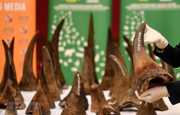 Le Vietnam remet a l'Afrique du Sud des echantillons de cornes de rhinoceros saisies hinh anh 1