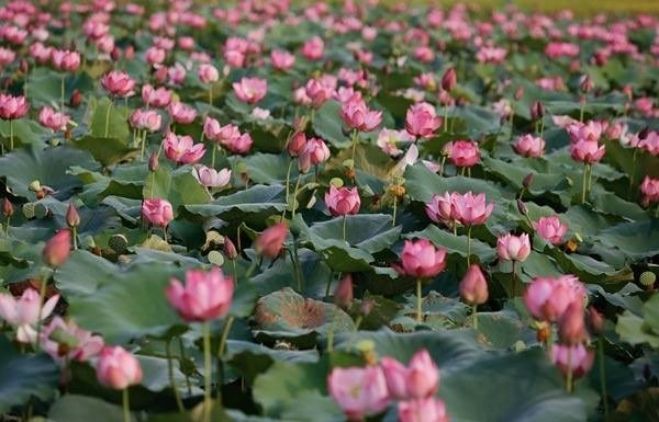 Conservation et developpement durable de la culture du lotus de Thua Thien-Hue hinh anh 1